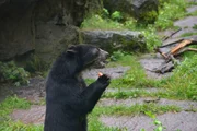 Brillenbär beim Fressen im Tierpark Berlin. Brillenbär beim Fressen im Tierpark Berlin.