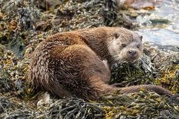 Fischotter (Lutra lutra).