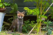 Ein Fuchsjunges in der N&auml;he seines Baus unter einem Gartenschuppen