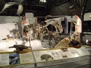 Aus der Serie Prehistoric Predators des National Geographic Channel: DP bereitet sich auf die Aufnahme von Fossilien im argentinischen Nat Science Mus in Buenos Aires vor Aus der Serie Prehistoric Predators des National Geographic Channel: DP bereitet sich auf die Aufnahme von Fossilien im argentinischen Nat Science Mus in Buenos Aires vor