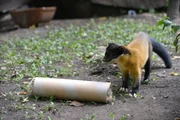 Im Tierpark Berlin bekommt Buntmarder Oleg zur Abwechslung sein Futter in einer Röhre verpackt, schließlich soll er sich nicht langweilen. Im Tierpark Berlin bekommt Buntmarder Oleg zur Abwechslung sein Futter in einer Röhre verpackt, schließlich soll er sich nicht langweilen.