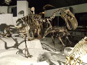 Bis vor fünf Millionen Jahren war Südamerika ein isolierter Erdteil. Eine Landbrücke nach Norden existierte nicht, und so konnten hier ökologische Lücken, die vor rund 65 Millionen Jahren durch das Aussterben der Dinosaurier entstanden waren, anders geschlossen werden als auf den übrigen Kontinenten. In Südamerika erfüllte ein riesiger, flugunfähiger Vogel die Aufgaben, die andernorts Bären, Wölfe oder Säbelzahntiger wahrnahmen. Bis vor fünf Millionen Jahren war Südamerika ein isolierter Erdteil. Eine Landbrücke nach Norden existierte nicht, und so konnten hier ökologische Lücken, die vor rund 65 Millionen Jahren durch das Aussterben der Dinosaurier entstanden waren, anders geschlossen werden als auf den übrigen Kontinenten. In Südamerika erfüllte ein riesiger, flugunfähiger Vogel die Aufgaben, die andernorts Bären, Wölfe oder Säbelzahntiger wahrnahmen.