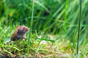 Eine Wühlmaus hat den Winter in ihrem Bau unter dem Rasen verbracht. Eine Wühlmaus hat den Winter in ihrem Bau unter dem Rasen verbracht.