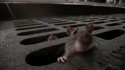St&auml;dtische Abwasserkan&auml;le sind die Tore zur Nahrung f&uuml;r Ratten.