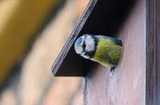 Eine Blaumeise auf dem Weg aus ihrem Nistkasten