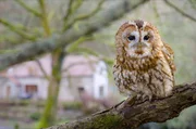 Während seine Beute Winterschlaf hält, ist der Waldkauz auf der Suche nach anderen Fressgelegenheiten. Während seine Beute Winterschlaf hält, ist der Waldkauz auf der Suche nach anderen Fressgelegenheiten.