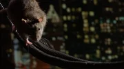 Wanderratten verf&uuml;gen &uuml;ber evolution&auml;re Superkr&auml;fte, um in der Stadt zu &uuml;berleben.
