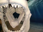 Megalodon-Rekonstruktion, Calvert Marine Museum Megalodon-Rekonstruktion, Calvert Marine Museum
