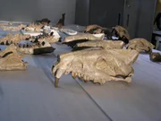 Kehren Sie zurück in die Vergangenheit und entdecken Sie die Raubtiere der Vorgeschichte. Kehren Sie zurück in die Vergangenheit und entdecken Sie die Raubtiere der Vorgeschichte.