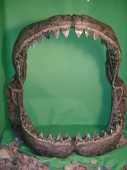 Megalodon-Rekonstruktion, Arizona State University. Megalodon-Rekonstruktion, Arizona State University.