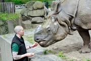 SENDER: ARD - SENDETITEL: Panda, Gorilla & Co. - UNTERTITEL: Geschichten aus dem Zoo Berlin und Tierpark Berlin - CAPTION: ARD/rbb PANDA, GORILLA & CO., "Geschichten aus dem Zoo Berlin und Tierpark Berlin", am Samstag (21.07.18) um 09:55 Uhr im ERSTEN..Der regelmäßige Kontakt zwischen Pflegern und Tieren ist wichtig, um von Anfang an ein gegenseitiges Vertrauensverhältnis herzustellen. Tierpfleger Carsten Schwend füttert Panzernashorn Yohda mit Äpfeln. SENDER: ARD - SENDETITEL: Panda, Gorilla & Co. - UNTERTITEL: Geschichten aus dem Zoo Berlin und Tierpark Berlin - CAPTION: ARD/rbb PANDA, GORILLA & CO., "Geschichten aus dem Zoo Berlin und Tierpark Berlin", am Samstag (21.07.18) um 09:55 Uhr im ERSTEN..Der regelmäßige Kontakt zwischen Pflegern und Tieren ist wichtig, um von Anfang an ein gegenseitiges Vertrauensverhältnis herzustellen. Tierpfleger Carsten Schwend füttert Panzernashorn Yohda mit Äpfeln.