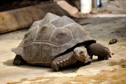 Ein Kraftakt steht den Tierpflegerinnen im Reptilienhaus bevor: Hier müssen die Riesenschildkröten gewogen werden, die mittlerweile fast einen Zehnter wiegen! Ein Kraftakt steht den Tierpflegerinnen im Reptilienhaus bevor: Hier müssen die Riesenschildkröten gewogen werden, die mittlerweile fast einen Zehnter wiegen!