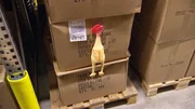 Das Gummihuhn auf seinem Weg durchs Lager. Das Gummihuhn auf seinem Weg durchs Lager.