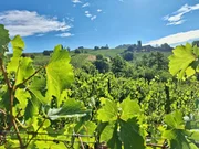Weinberge in der S&uuml;dsteirischen Weinstra&szlig;e von Bio-Winzer Otto Knaus