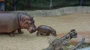 Hippo mother and calf