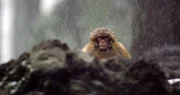 Berberaffe (Macaca Sylvanus) im Schnee.