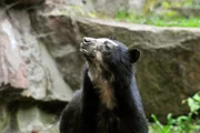 PANDA, GORILLA & CO., TEIL 245, "Geschichten aus dem Zoo Berlin und Tierpark Berlin". Im Tierpark Berlin hofft man bei den Brillenbären auf Nachwuchs. PANDA, GORILLA & CO., TEIL 245, "Geschichten aus dem Zoo Berlin und Tierpark Berlin". Im Tierpark Berlin hofft man bei den Brillenbären auf Nachwuchs.