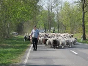 Hannes treibt die Schafe mit Hilfe von Hütehunden von einer Weide zur anderen. Hannes treibt die Schafe mit Hilfe von Hütehunden von einer Weide zur anderen.