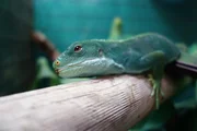 Fiji iguana