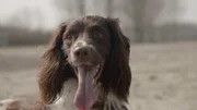 Spürhund Buster Spürhund Buster