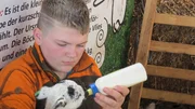Hannes versorgt ein Lamm mit der Milchflasche. Hannes versorgt ein Lamm mit der Milchflasche.