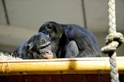 ARD/rbb PANDA, GORILLA & CO., TEIL 244, "Geschichten aus dem Zoo Berlin und Tierpark Berlin ", am Donnerstag um 16:10 Uhr im ERSTEN. Bonobos im Menschenaffenhaus des Tierparks Berlin ARD/rbb PANDA, GORILLA & CO., TEIL 244, "Geschichten aus dem Zoo Berlin und Tierpark Berlin ", am Donnerstag um 16:10 Uhr im ERSTEN. Bonobos im Menschenaffenhaus des Tierparks Berlin