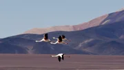 Mehrere Flamingoarten f&uuml;hlen sich in den Hochanden La Riojas wohl.