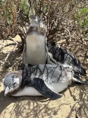 Schutz und N&auml;he: Ein Magellanpinguin bewacht sein K&uuml;ken in der Kolonie. An der argentinischen K&uuml;ste im Nationalpark Monte Leon gibt es circa 43.000 Nester.