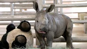 White rhino calf