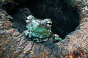 Auch bei der Fortpflanzung zeigen Amphibien erstaunliche Anpassungen: Einige Arten legen etwa ihre Eier in wassergefüllten Baumhöhlen ab, um sie vor Fressfeinden zu schützen. Auch bei der Fortpflanzung zeigen Amphibien erstaunliche Anpassungen: Einige Arten legen etwa ihre Eier in wassergefüllten Baumhöhlen ab, um sie vor Fressfeinden zu schützen.