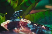 Seit 350 Millionen Jahren überlisten Amphibien ihre Feinde mit verblüffenden Strategien: Pfeilgiftfrösche etwa warnen mit grellen Farben vor ihrem Gift. Seit 350 Millionen Jahren überlisten Amphibien ihre Feinde mit verblüffenden Strategien: Pfeilgiftfrösche etwa warnen mit grellen Farben vor ihrem Gift.