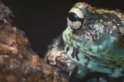 Seit 350 Millionen Jahren besiedeln Amphibien nahezu alle Lebensräume der Erde und trotzen dabei auf unterschiedliche Art dem Tod. Seit 350 Millionen Jahren besiedeln Amphibien nahezu alle Lebensräume der Erde und trotzen dabei auf unterschiedliche Art dem Tod.