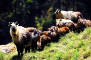 Takine sehen aus wie eine Mischung aus Rind und Ziege oder Gnu. Takine sehen aus wie eine Mischung aus Rind und Ziege oder Gnu.