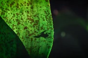 Die Fortpflanzungsmethoden der Amphibien sind so vielfältig wie faszinierend, aber immer perfekt an ihre Umwelt angepasst. Sie zeigen, wie weit die Natur geht, um das Überleben einer Art zu sichern. Die Fortpflanzungsmethoden der Amphibien sind so vielfältig wie faszinierend, aber immer perfekt an ihre Umwelt angepasst. Sie zeigen, wie weit die Natur geht, um das Überleben einer Art zu sichern.