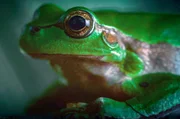 Spektakulärer Fluchtmechanismus: Einige tropische Laubfrösche springen bei Gefahr ins Leere und gleiten mit ihren Schwimmhäuten von Ast zu Ast, um Feinden zu entkommen. Spektakulärer Fluchtmechanismus: Einige tropische Laubfrösche springen bei Gefahr ins Leere und gleiten mit ihren Schwimmhäuten von Ast zu Ast, um Feinden zu entkommen.
