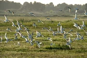 Mittelmeermöwen-Schwarm bei der Landung im Vjosa Delta. Mittelmeermöwen-Schwarm bei der Landung im Vjosa Delta.
