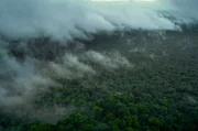 In den Regenwäldern Französisch-Guayanas versammeln sich Tausende Frösche zu ohrenbetäubenden Paarungsritualen, bei denen die Männchen um die Gunst der Weibchen konkurrieren. In den Regenwäldern Französisch-Guayanas versammeln sich Tausende Frösche zu ohrenbetäubenden Paarungsritualen, bei denen die Männchen um die Gunst der Weibchen konkurrieren.