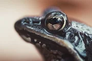 Der Waldfrosch, auch „Eisfrosch“ genannt, trotzt dem Polarwinter, indem er einen Teil seiner Körperflüssigkeiten einfrieren lässt. Der Waldfrosch, auch „Eisfrosch“ genannt, trotzt dem Polarwinter, indem er einen Teil seiner Körperflüssigkeiten einfrieren lässt.