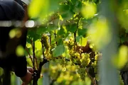 Weinlese Weinlese