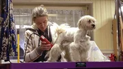 Hundefriseurin Sunny macht bei Malteserhündin Emmy einen Kahlschlag, da das Fell komplett verfilzt ist Hundefriseurin Sunny macht bei Malteserhündin Emmy einen Kahlschlag, da das Fell komplett verfilzt ist