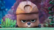 Baby Beaver