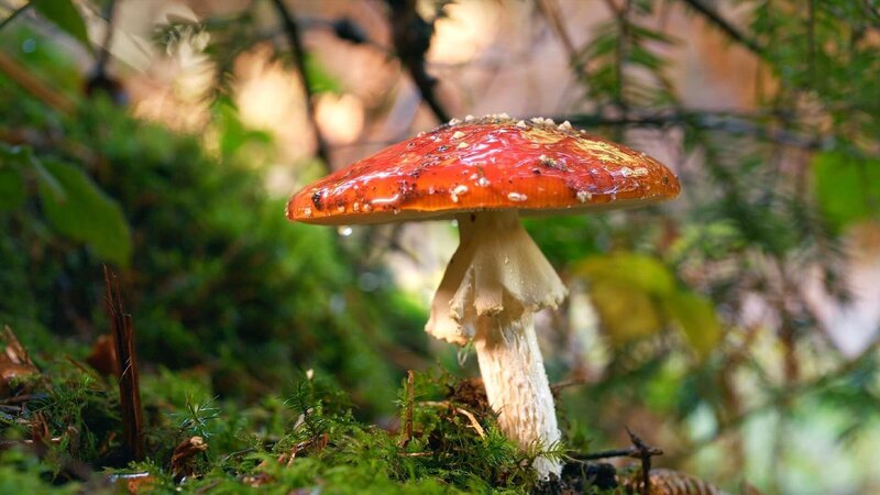 Der Fliegenpilz – Zwischen Mythos und Wissenschaft (D, 2026)