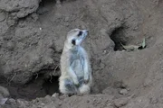 Meerkats.