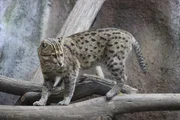 Fishing cat
