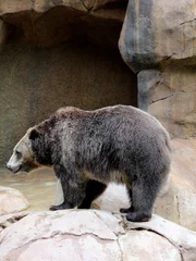 Grizzly bear.