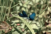 Eine Blauflügel-Prachtlibelle genießt das sonnige Wetter. Eine Blauflügel-Prachtlibelle genießt das sonnige Wetter.