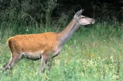 Ein Reh aus Belgiens Wäldern Ein Reh aus Belgiens Wäldern