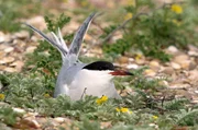 Die Küstenseeschwalbe brütet im Gras. Die Küstenseeschwalbe brütet im Gras.
