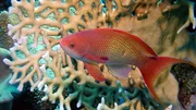 Ein Goldfisch Ein Goldfisch