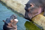 Bei den Flusspferden im Zoo ist ein kleiner Bulle zur Welt gekommen! Der vier Wochen alte Sohn von Flusspferd Kathi unternimmt heute seine ersten Tauchversuche. Bei den Flusspferden im Zoo ist ein kleiner Bulle zur Welt gekommen! Der vier Wochen alte Sohn von Flusspferd Kathi unternimmt heute seine ersten Tauchversuche.